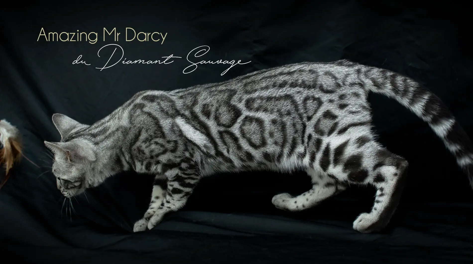 Chat Bengal